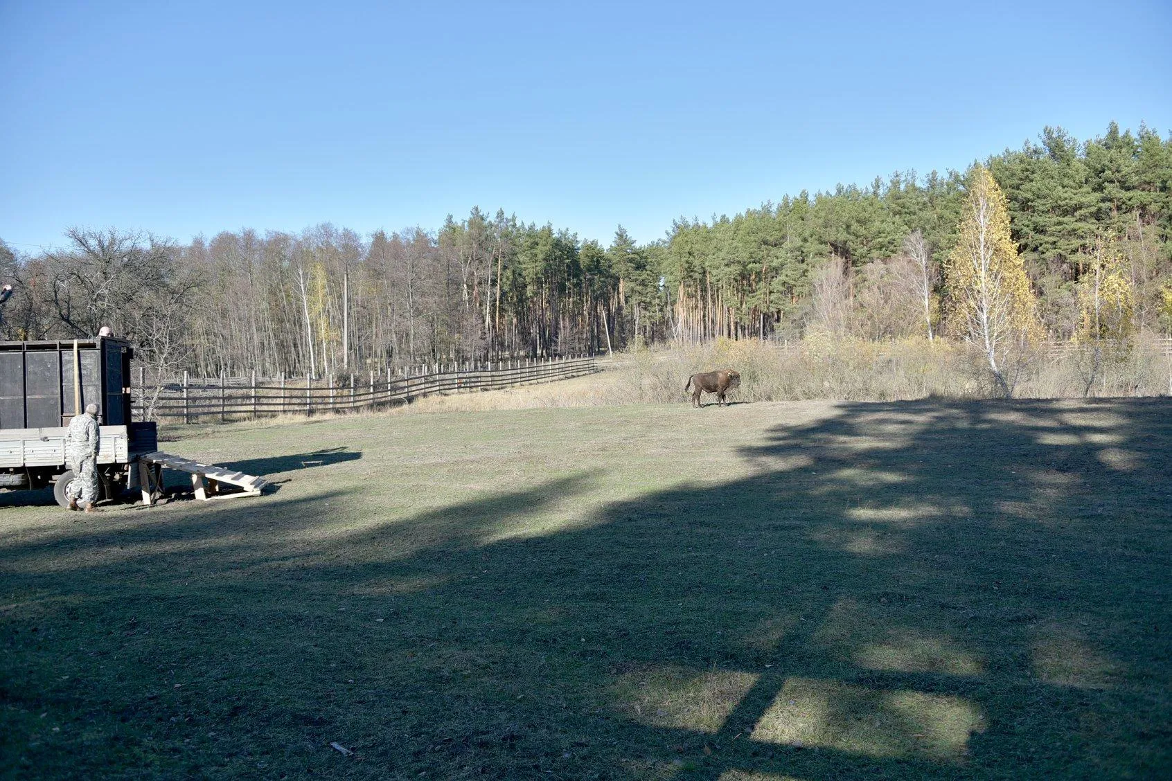 зубр зубра відпустили на волю зубр зубра відпустили на волю