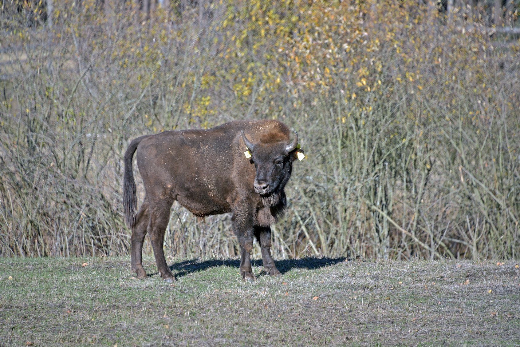 Киевский зоопарк отпустил на волю молодого зубра: захватывающие фото Киевский зоопарк отпустил на волю молодого зубра: захватывающие фото