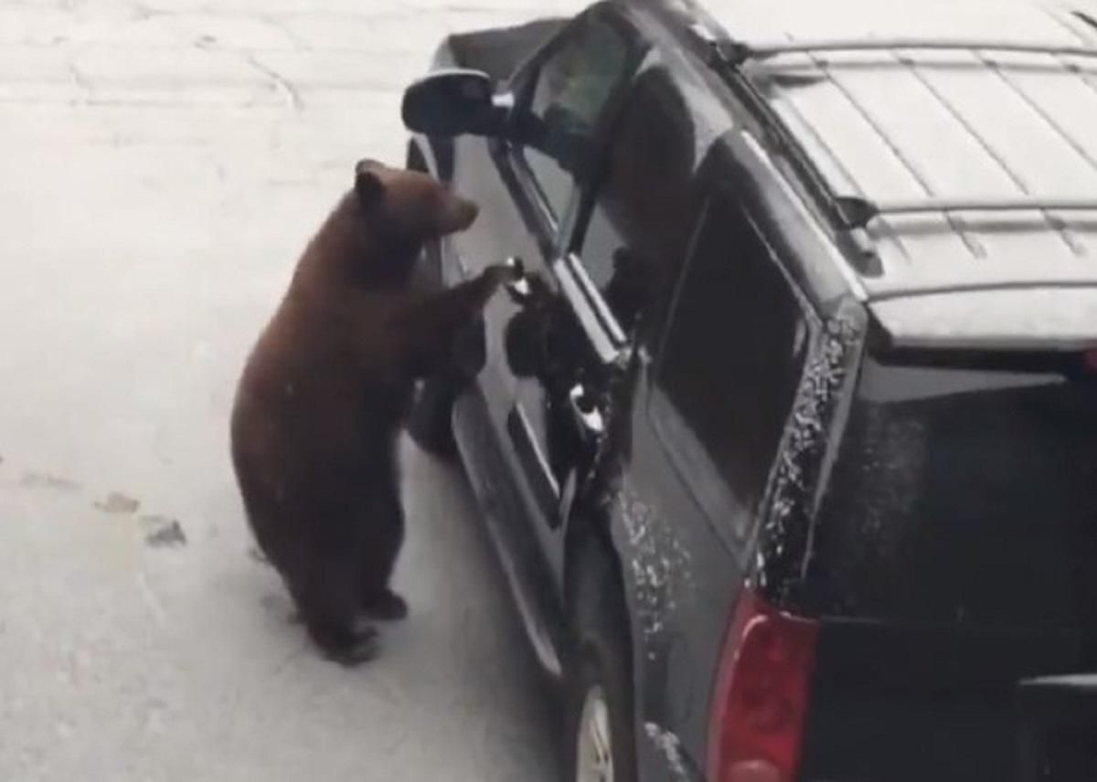 Ведмідь заліз в авто – відео – новини США
