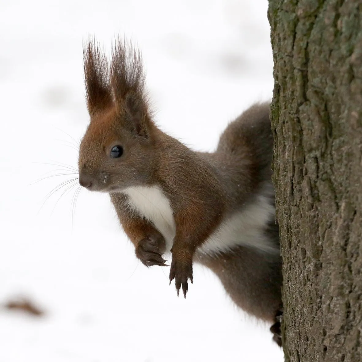 зима-2020 зима-2020