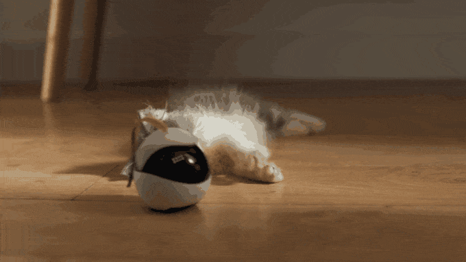 Створили робота-компаньйона для котиків: що він вміє