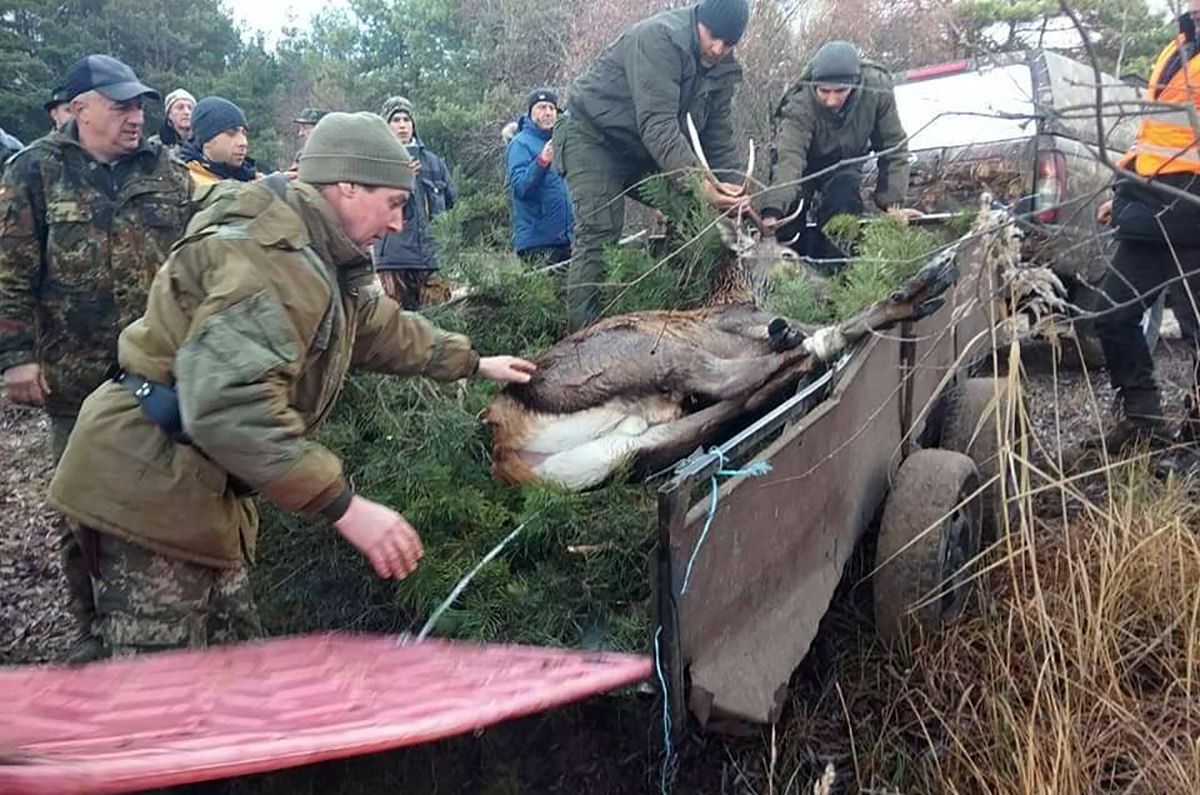 Олень провалился под лед на Прикарпатье: фото спасения