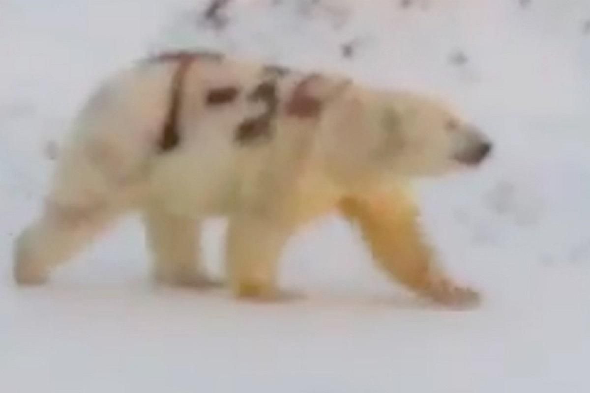 У Росії познущалися з полярного ведмедя: його хутро обписали фарбою – обурливе відео