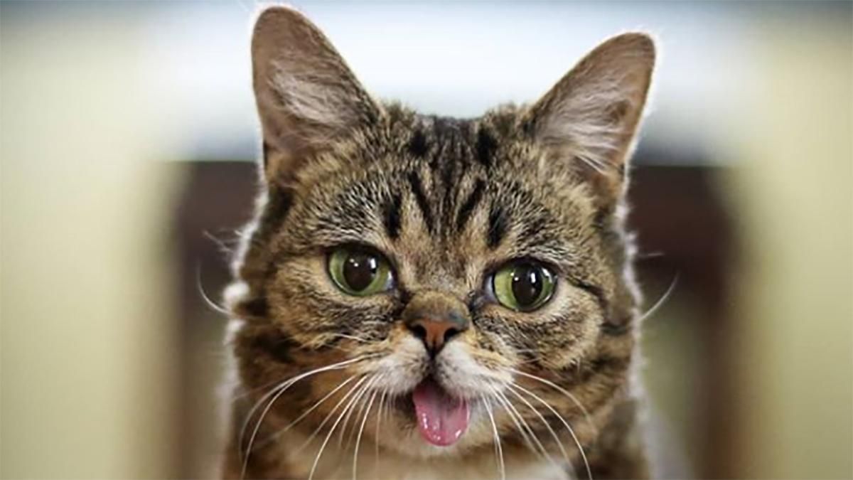 Умер кот Lil Bub 01.12.2019: популярный кот с инстаграма