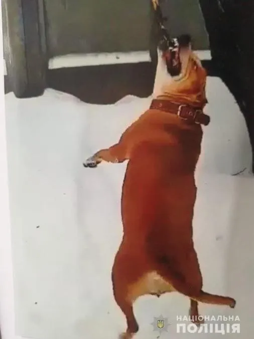 пес напад перехожі пес напад перехожі