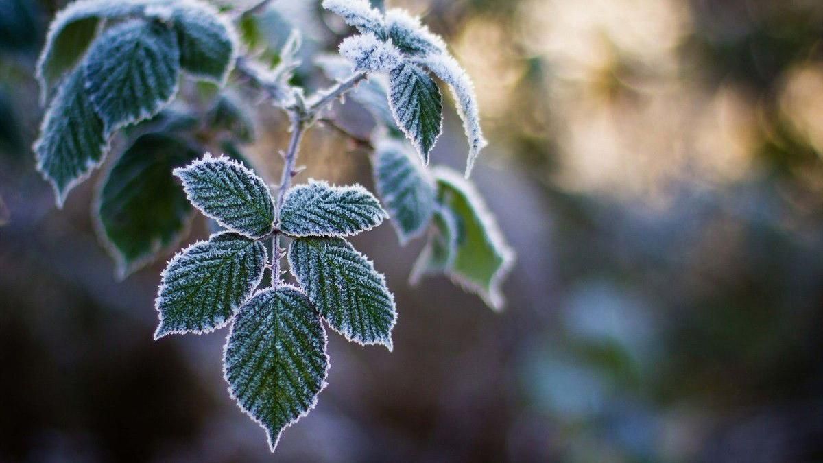 Погода 5 декабря 2019 – в Украине пройдут снегопады Погода 5 декабря 2019 – в Украине пройдут снегопады