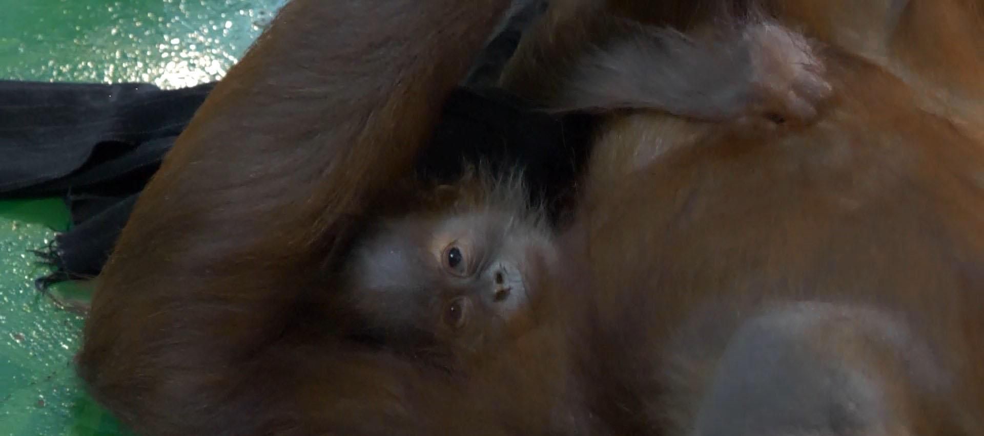 Дитинча орангутанга вперше народилося в Україні: милі фото та відео Дитинча орангутанга вперше народилося в Україні: милі фото та відео