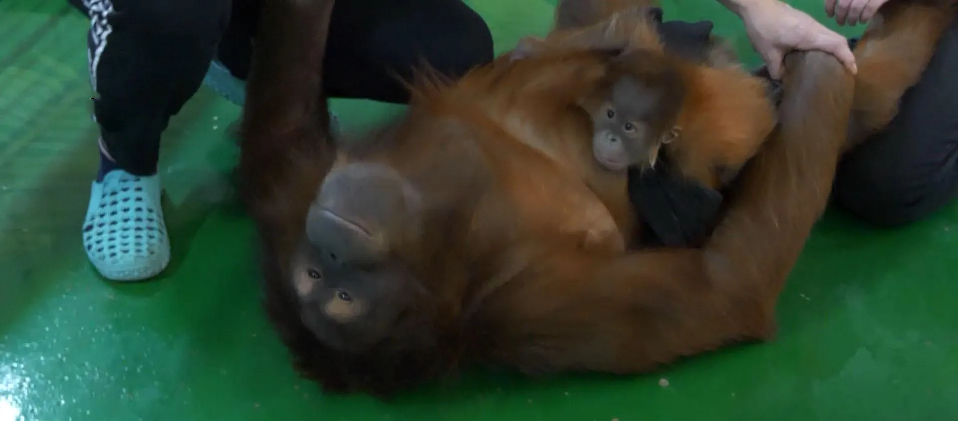 Орангутанг Орангутанг