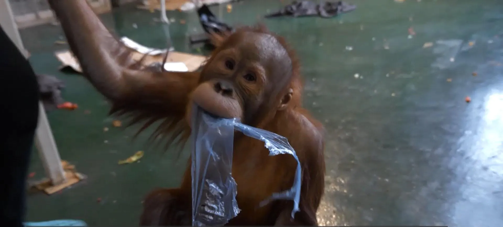 Орангутанг Харків Екопарк Орангутанг Харків Екопарк