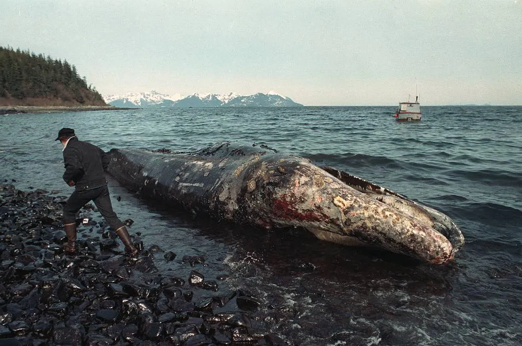 аварія танкер витік нафти кит