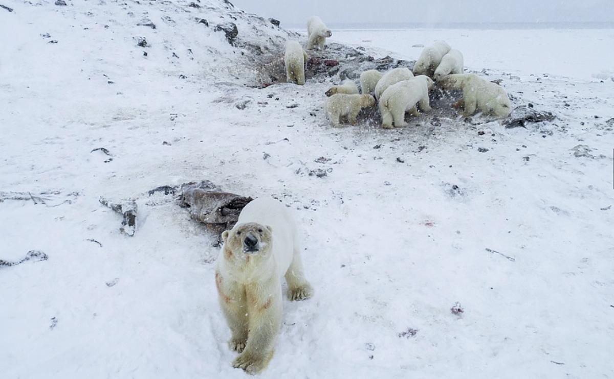 Понад 50 голодних білих ведмедів кошмарять жителів російського села: відео
