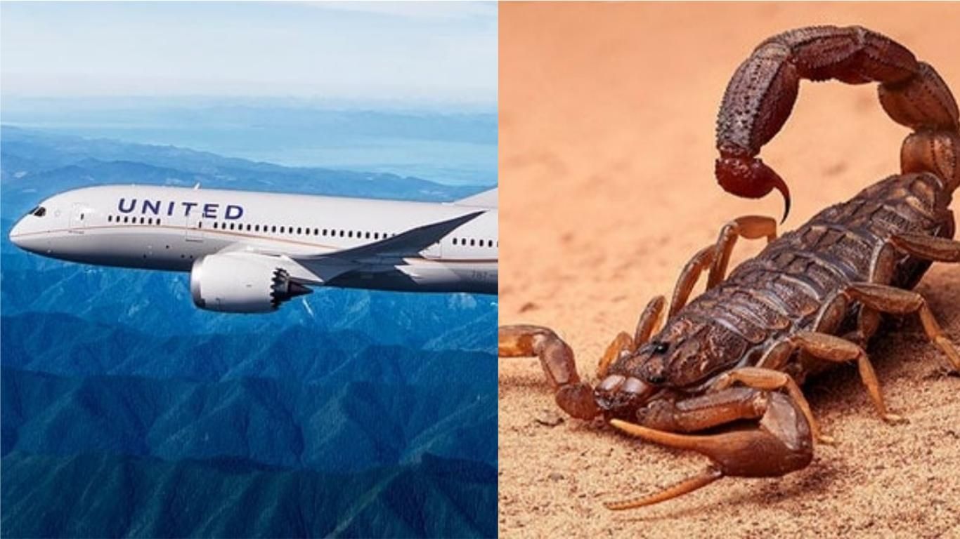 Пассажирку американского самолета укусил скорпион: как он оказался на борту – загадка
