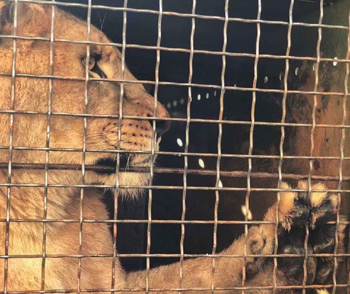 Леви з бердянського зоопарку відправилися на волю: зворушливі фото