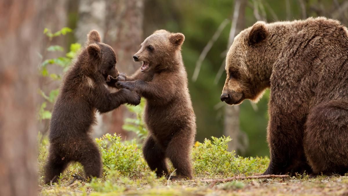 Ведмеді зимують у поліклініці Японії: відео з ведмедями