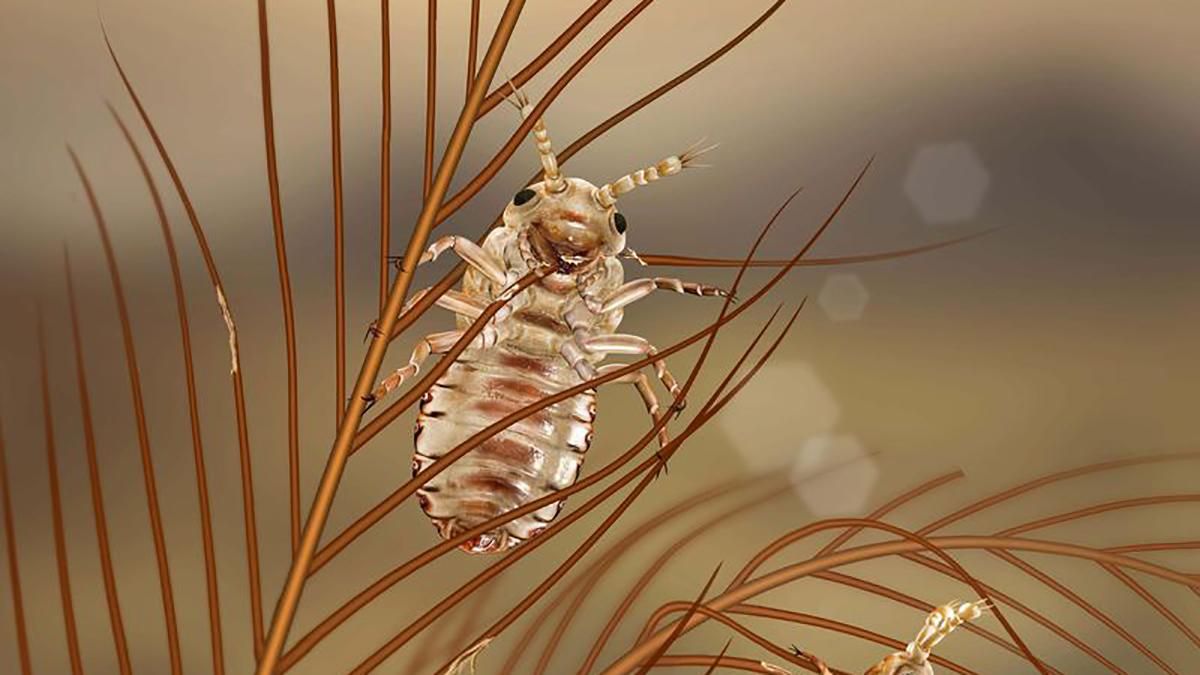 Пір'я динозаврів з вошами знайшли у бурштині: фото Пір'я динозаврів з вошами знайшли у бурштині: фото