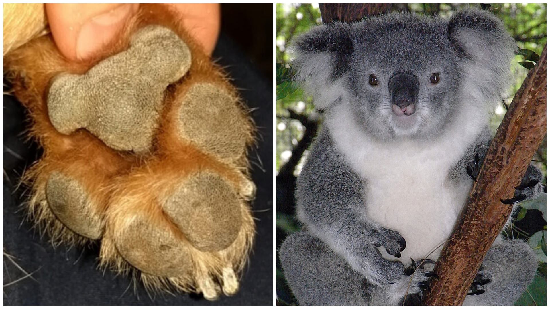На собачих лапках розгледіли маленьких коал: неймовірно милі світлини