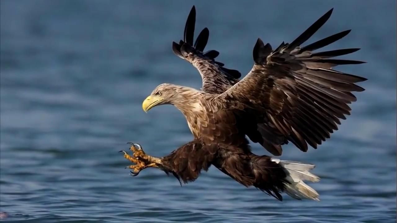 Орел чудом спасся от осьминога в Канаде: зрелищное видео