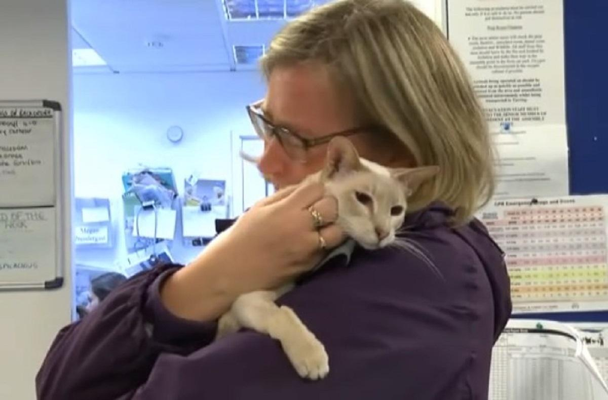 Интересный Кекс: в Великобритании кот 8 дней путешествовал в картонной коробке – фото