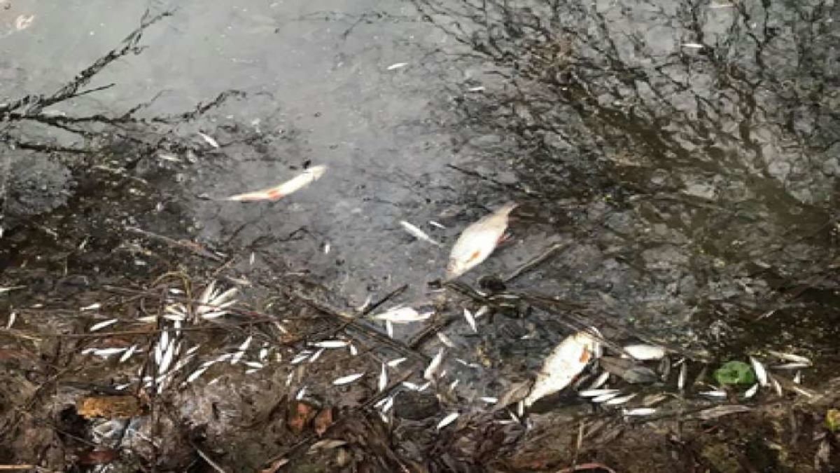 На Львівщині виявили масову загибель риби