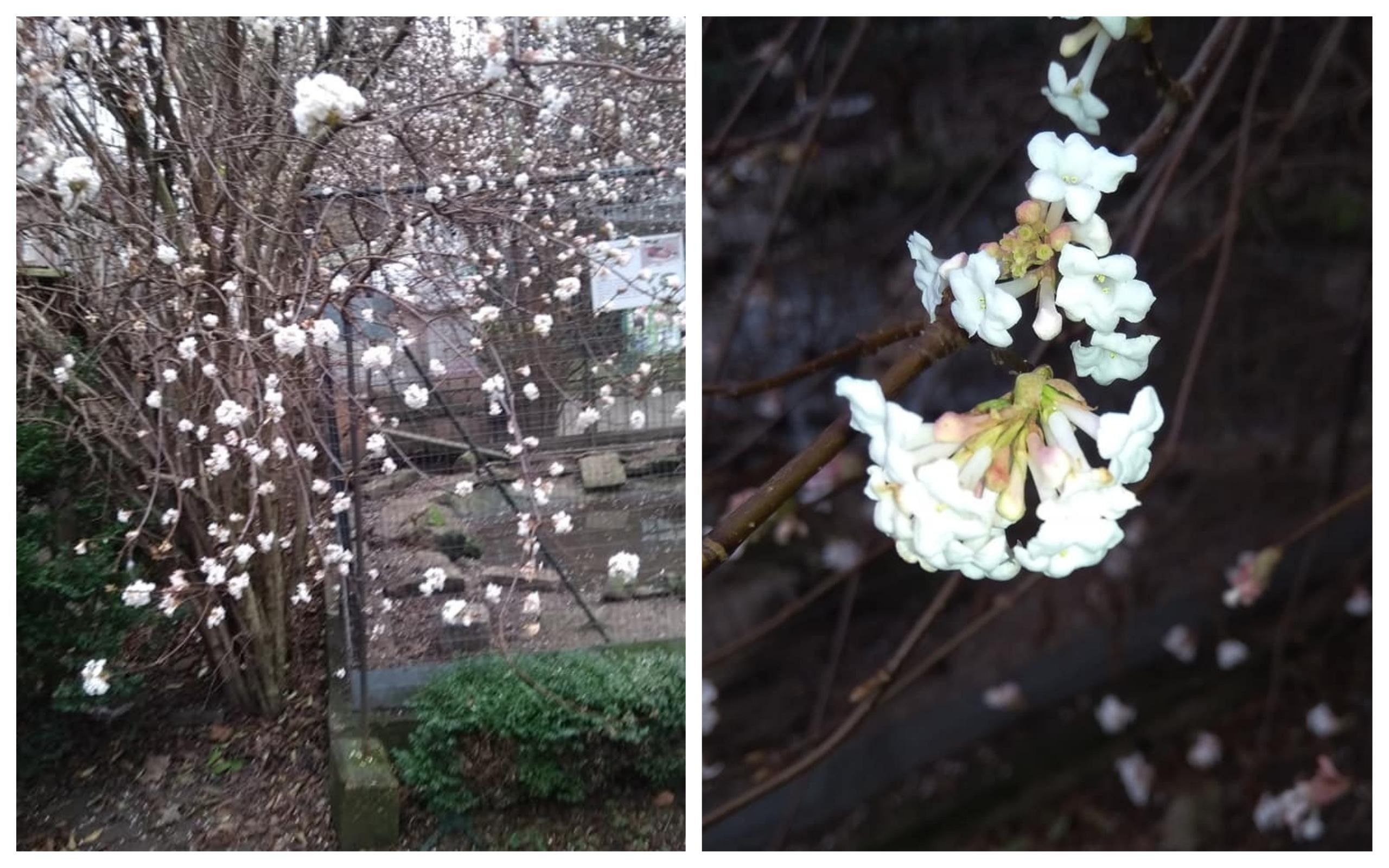 В декабре в Украине расцвели деревья: фото В декабре в Украине расцвели деревья: фото