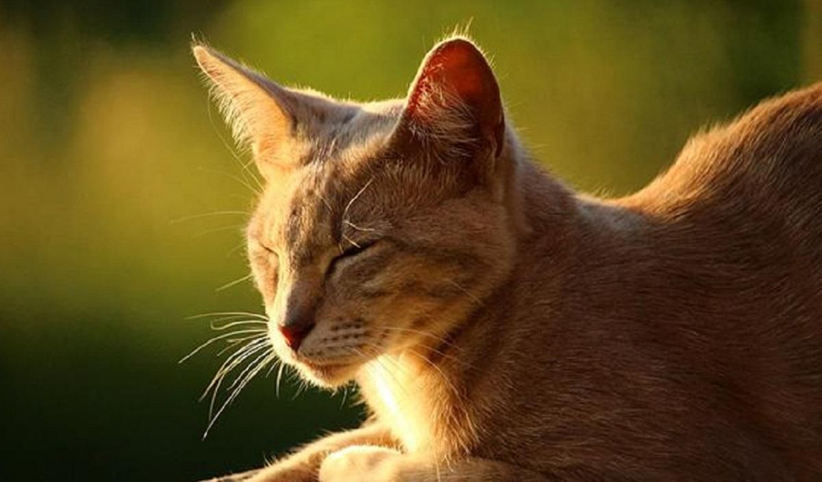 Погода 20 грудня 2019: в Україні буде тепло – синоптик Погода 20 грудня 2019: в Україні буде тепло – синоптик