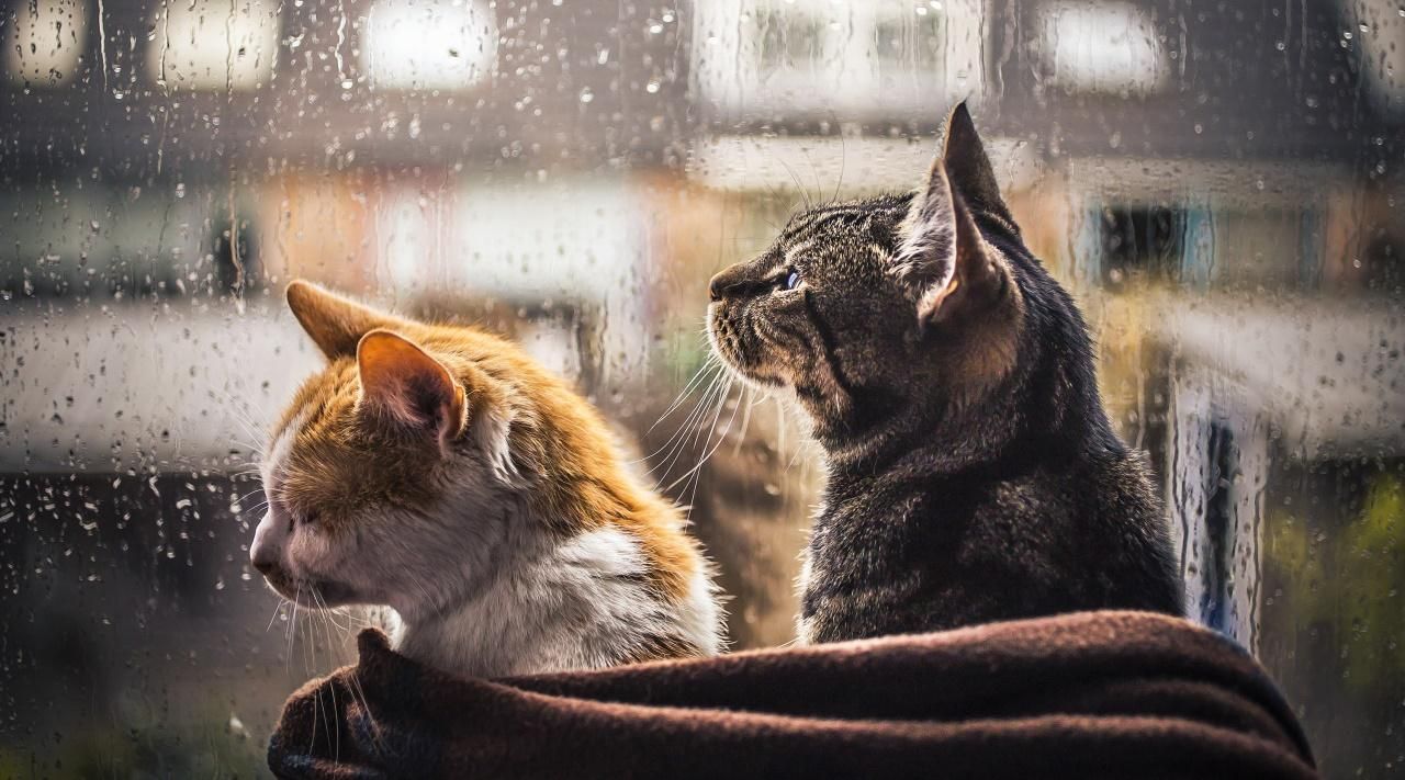 Погода 23 декабря 2019: в Украине будет тепло – синоптик Погода 23 декабря 2019: в Украине будет тепло – синоптик