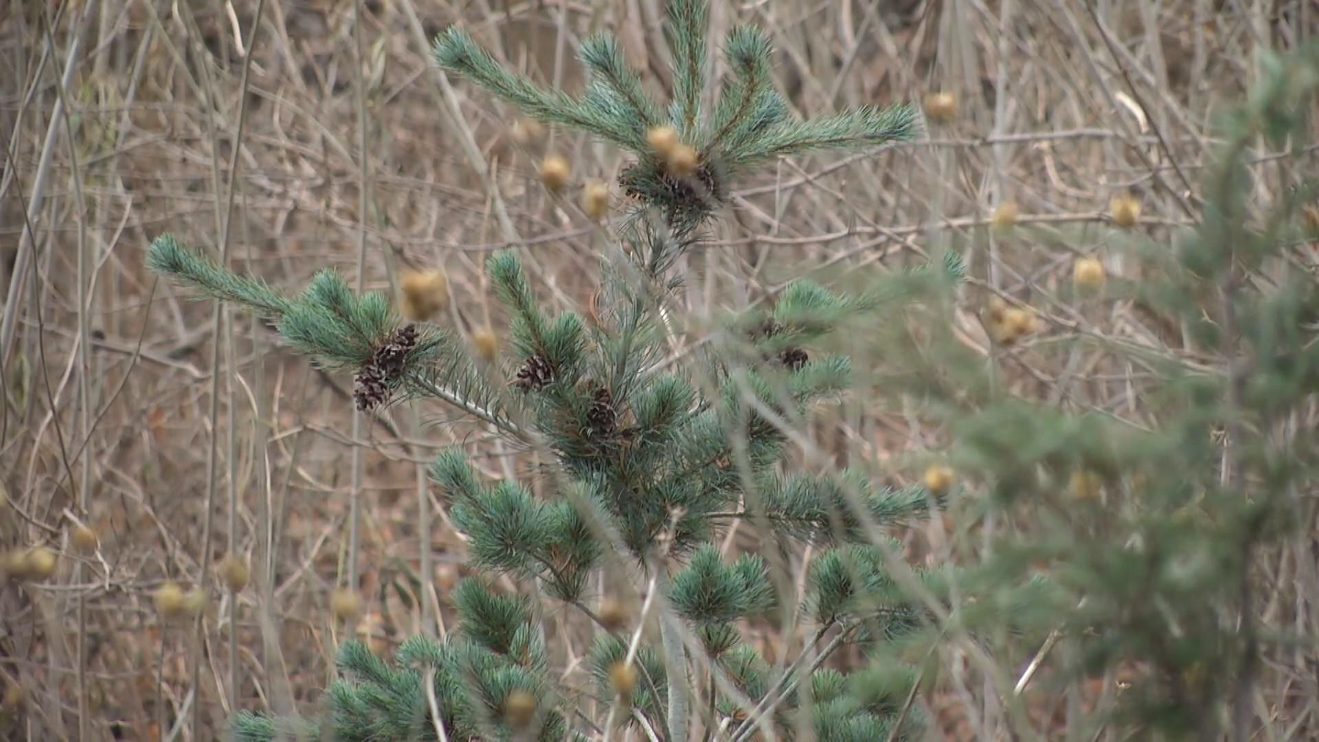 Сюрприз буде чекати вдома: як у Львові ялинки вберігають від зловмисників Сюрприз буде чекати вдома: як у Львові ялинки вберігають від зловмисників