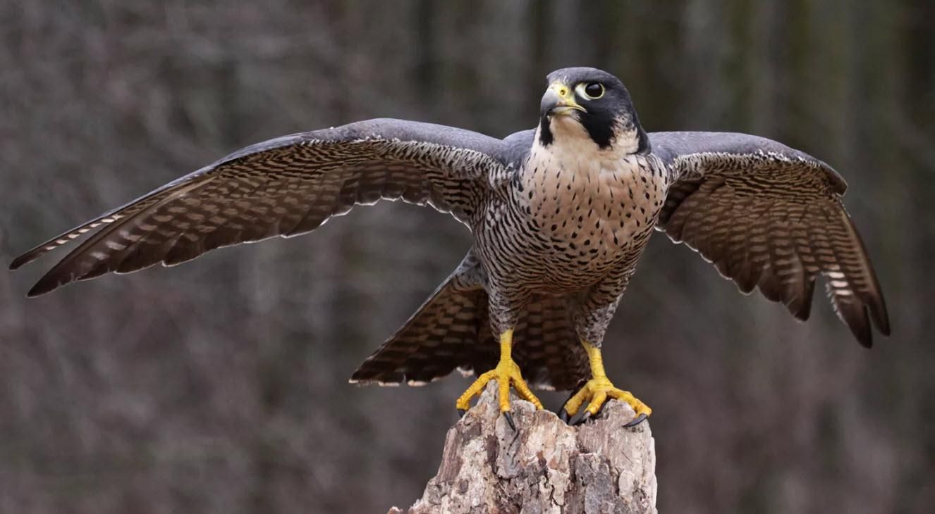У сумці контрабандиста в "Борисполі" виявили двох живих соколів: фото У сумці контрабандиста в "Борисполі" виявили двох живих соколів: фото