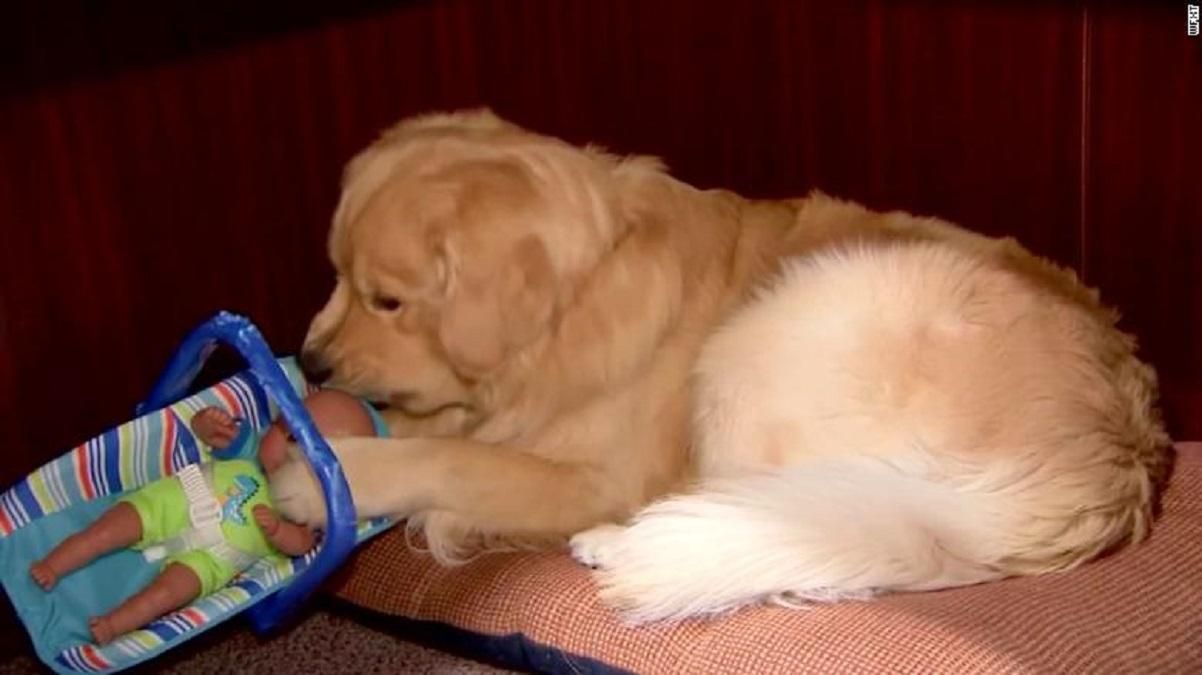 В США собака украла рождественские игрушки для детей: забавное видео