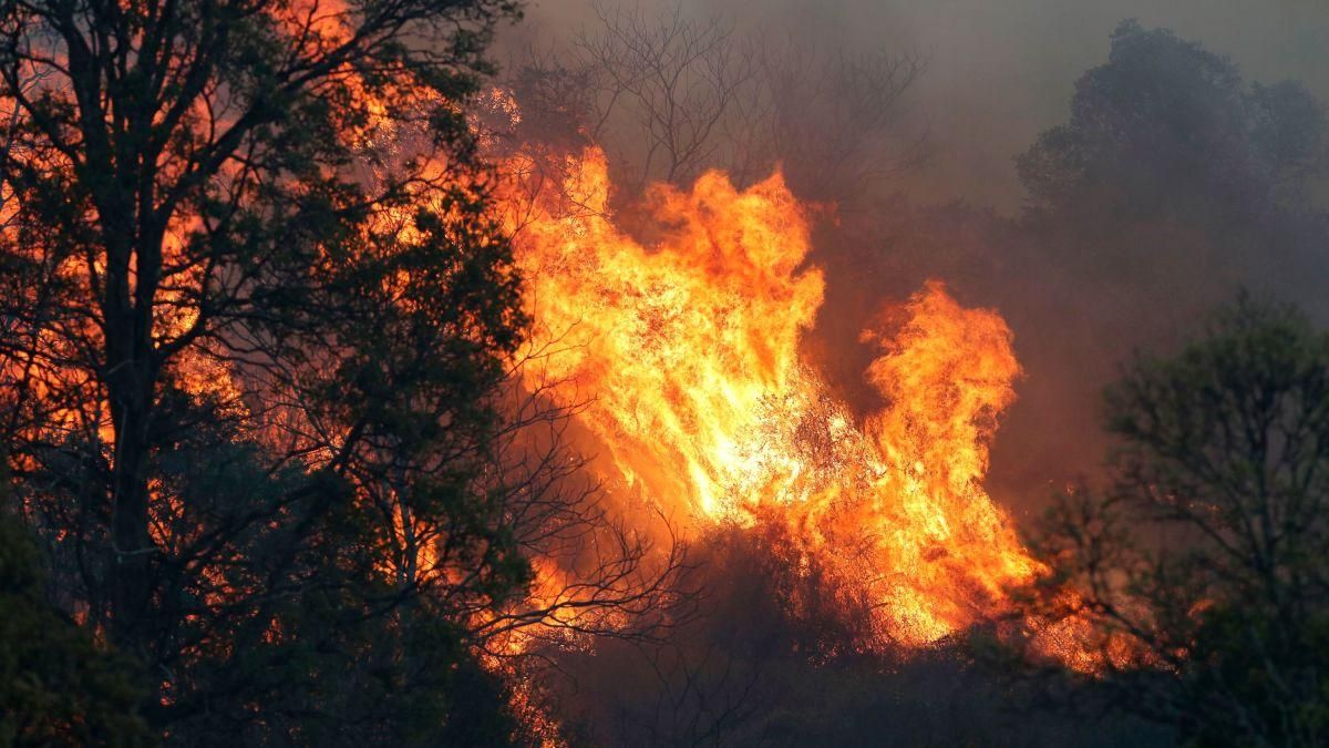 В Австралії не вщухають лісові пожежі: вогонь майже знищив містечко під Сіднеєм