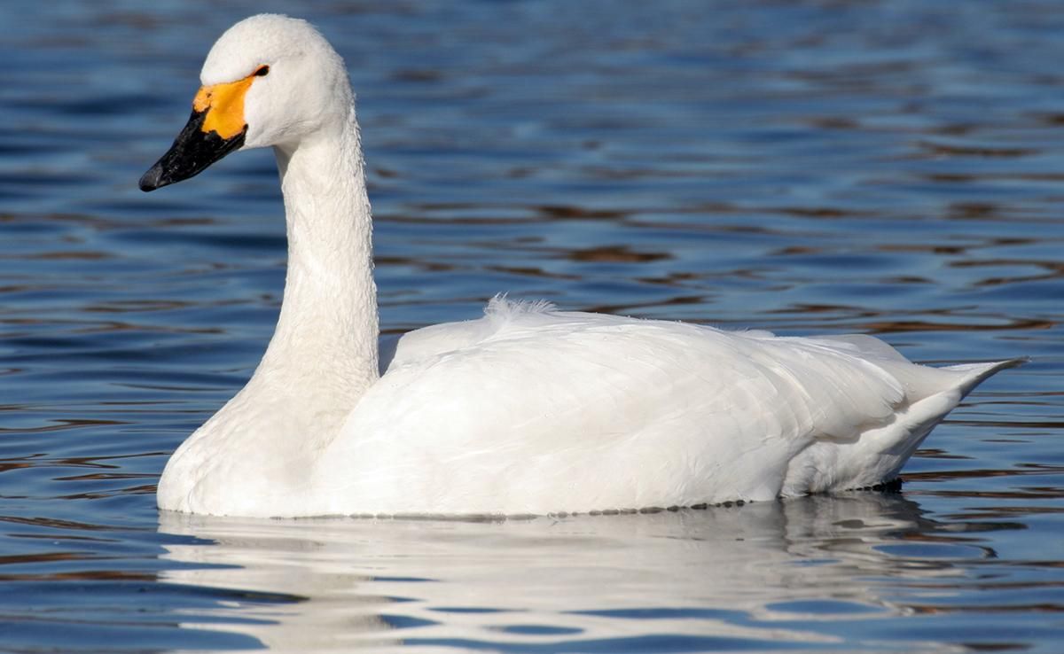 На Одещину з тундри прилетіли рідкісні птахи: відео На Одещину з тундри прилетіли рідкісні птахи: відео