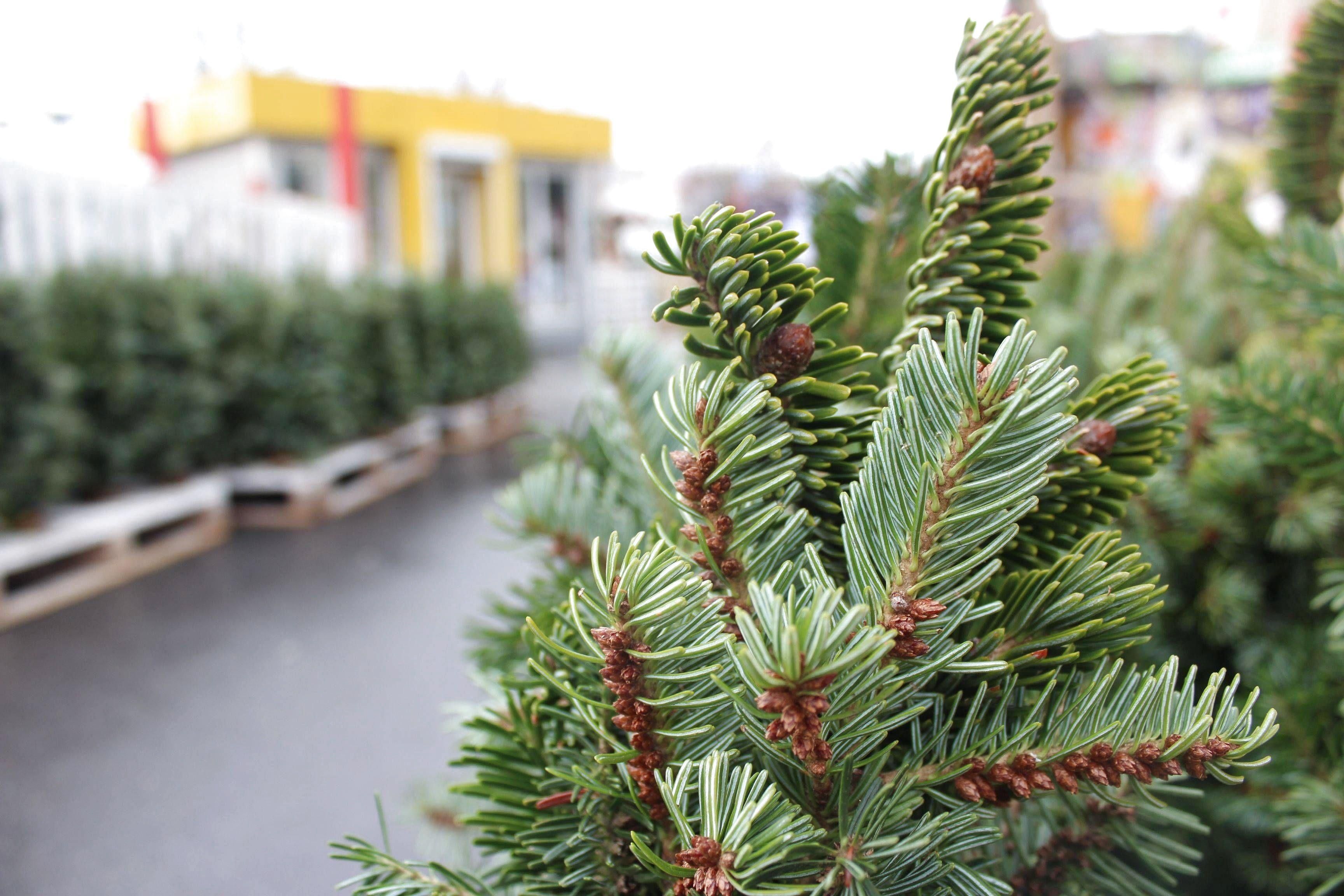 На Черкасщине охотятся на елочных браконьеров На Черкасщине охотятся на елочных браконьеров