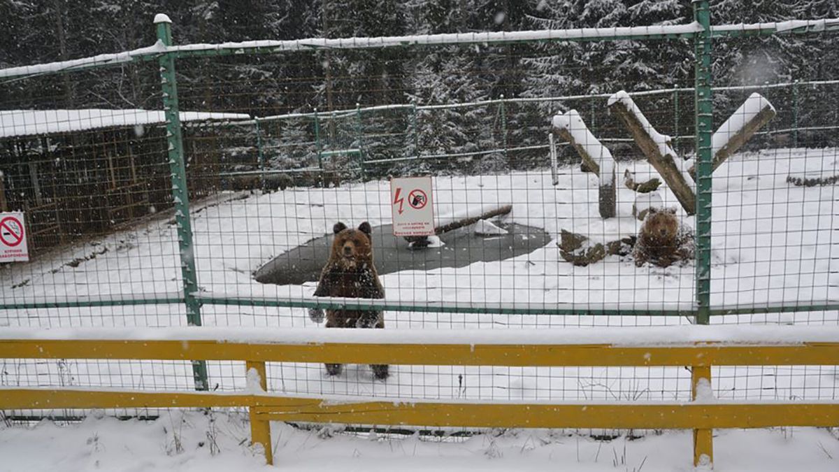 Медведи не могут уснуть в Карпатах: фото медведей