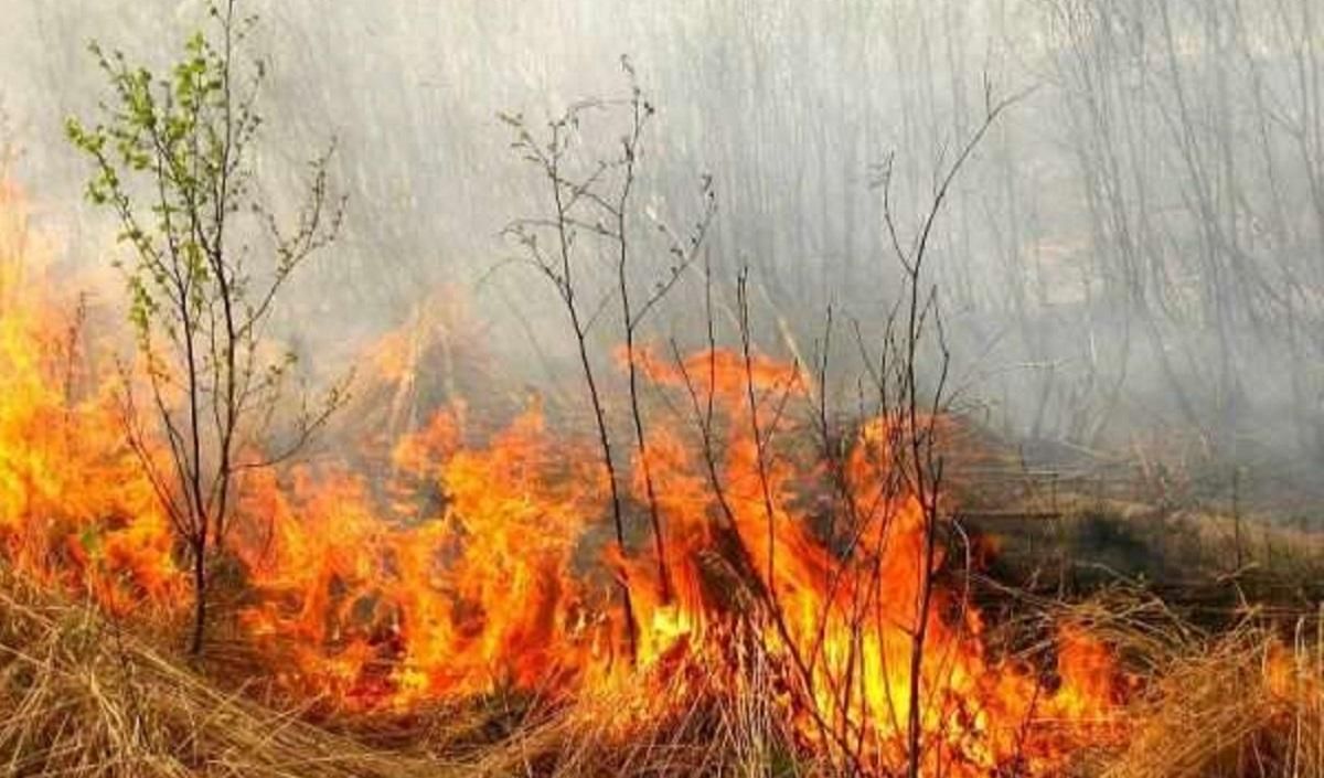 В Украине будут бороться с пожарами: президент подписал указ В Украине будут бороться с пожарами: президент подписал указ