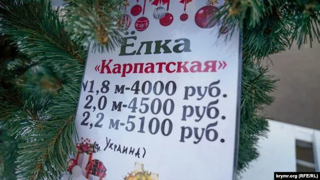 ялинки зівано-франківщини крим ялинки зівано-франківщини крим