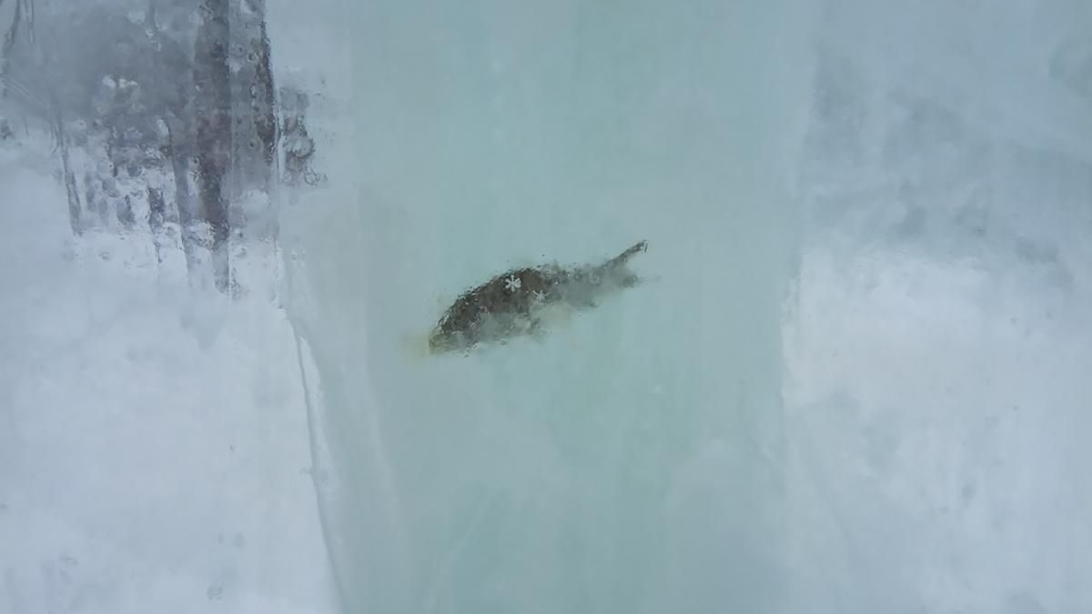 В России установили ледяные скульптуры с мертвой рыбой: фото