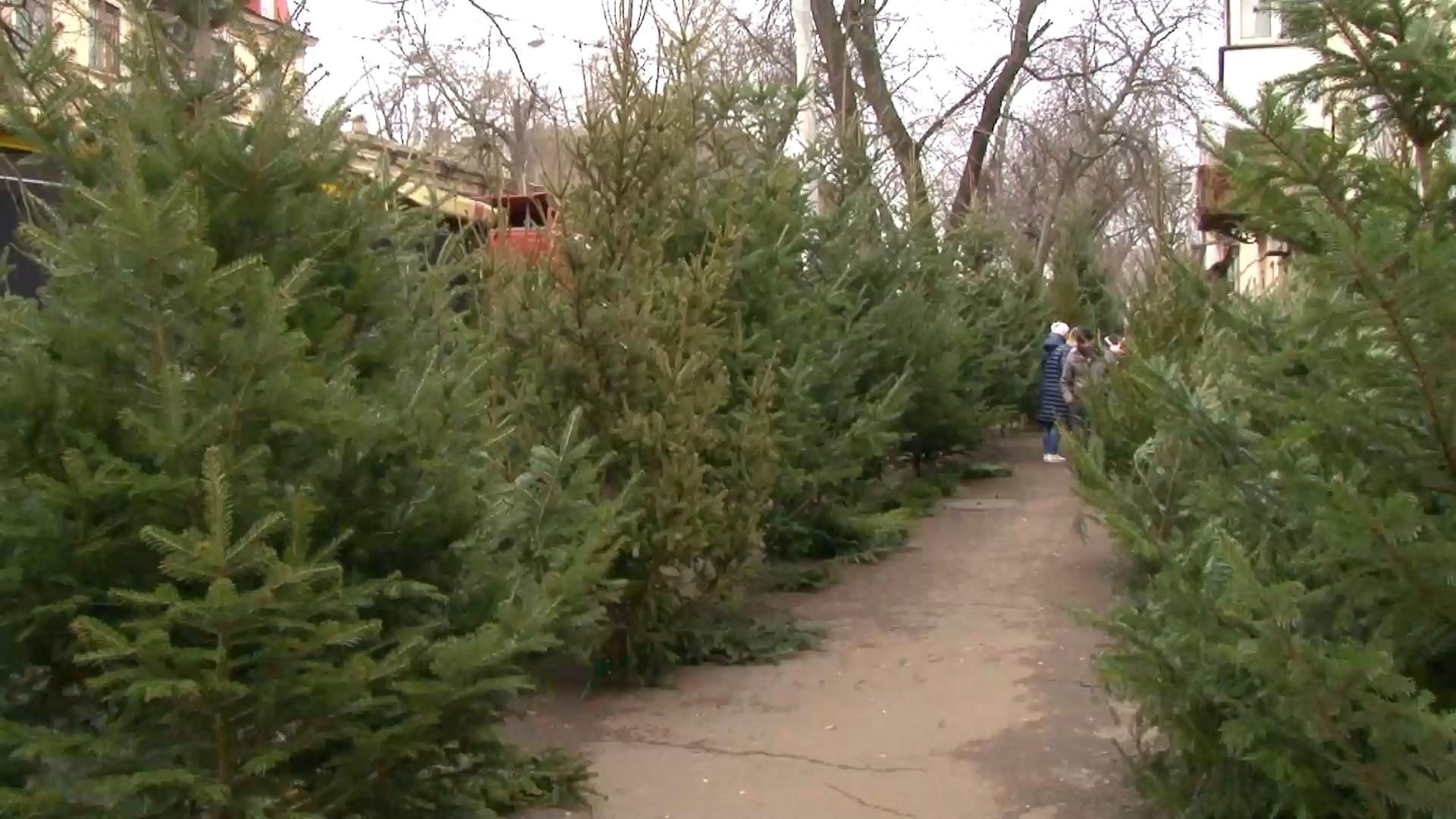 Рейд на найбільшому ялинковому ринку Одеси: що виявили правоохоронці Рейд на найбільшому ялинковому ринку Одеси: що виявили правоохоронці