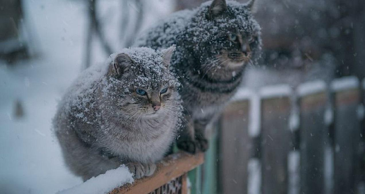 Погода 31 декабря 2019 Украина – какую погоду обещает синоптик