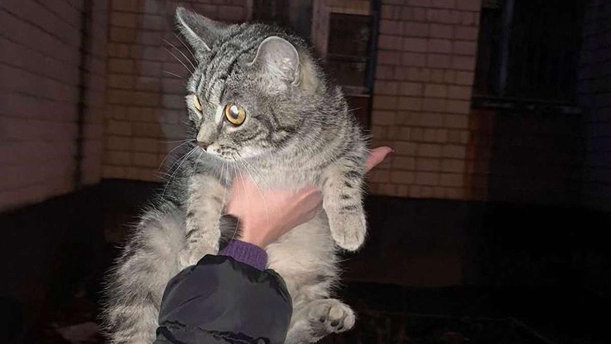 Підлітка, який викинув кішку з 9 поверху, притягнули до відповідальності через рік Підлітка, який викинув кішку з 9 поверху, притягнули до відповідальності через рік