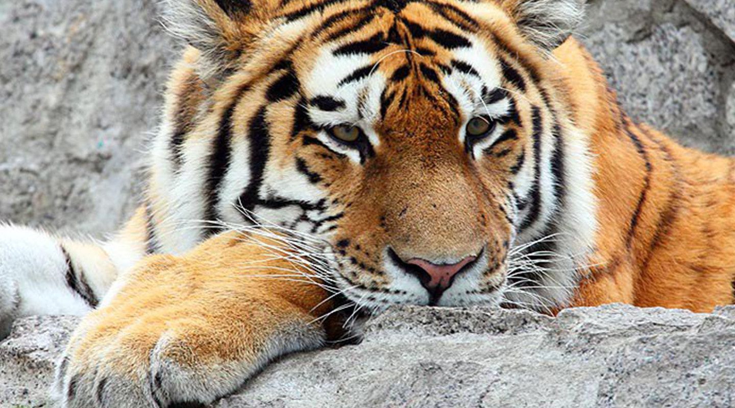 У Києві на закинутій базі знайшли шістьох тигрів у жахливому стані: обурливі відео