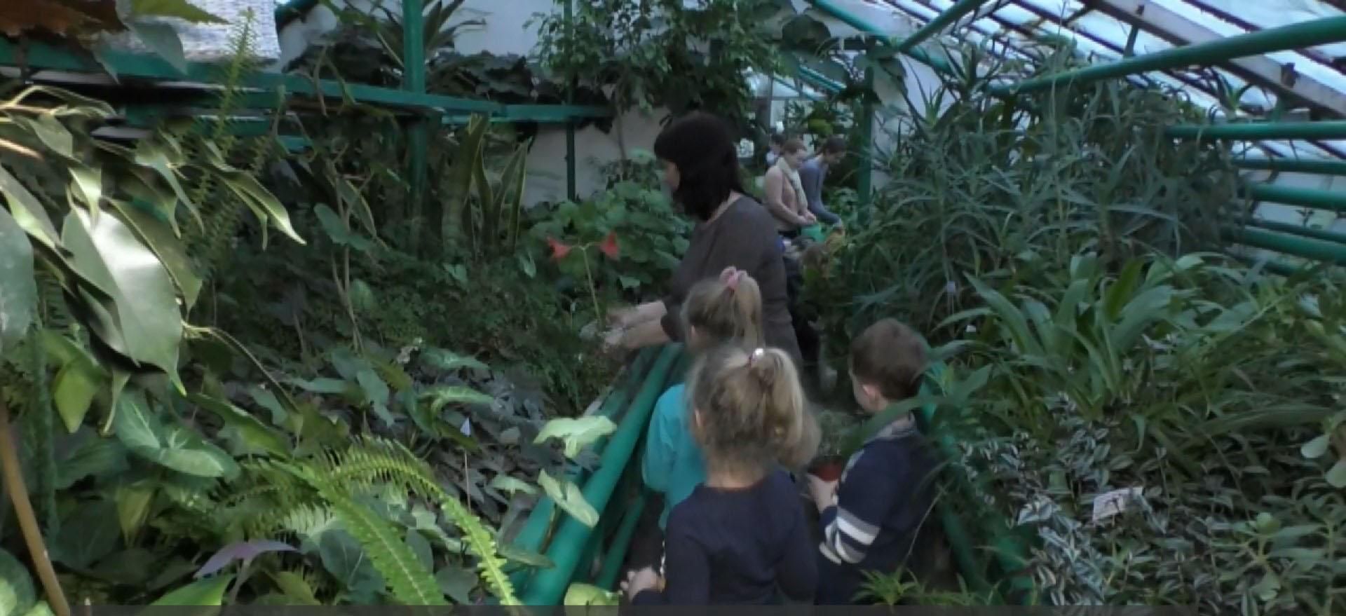 Манго та гуава: школярі на Черкащині вирощують екзотичні рослини – вражаюче відео