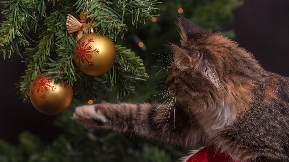 Правила безопасности на Новый год: инфографика Правила безопасности на Новый год: инфографика