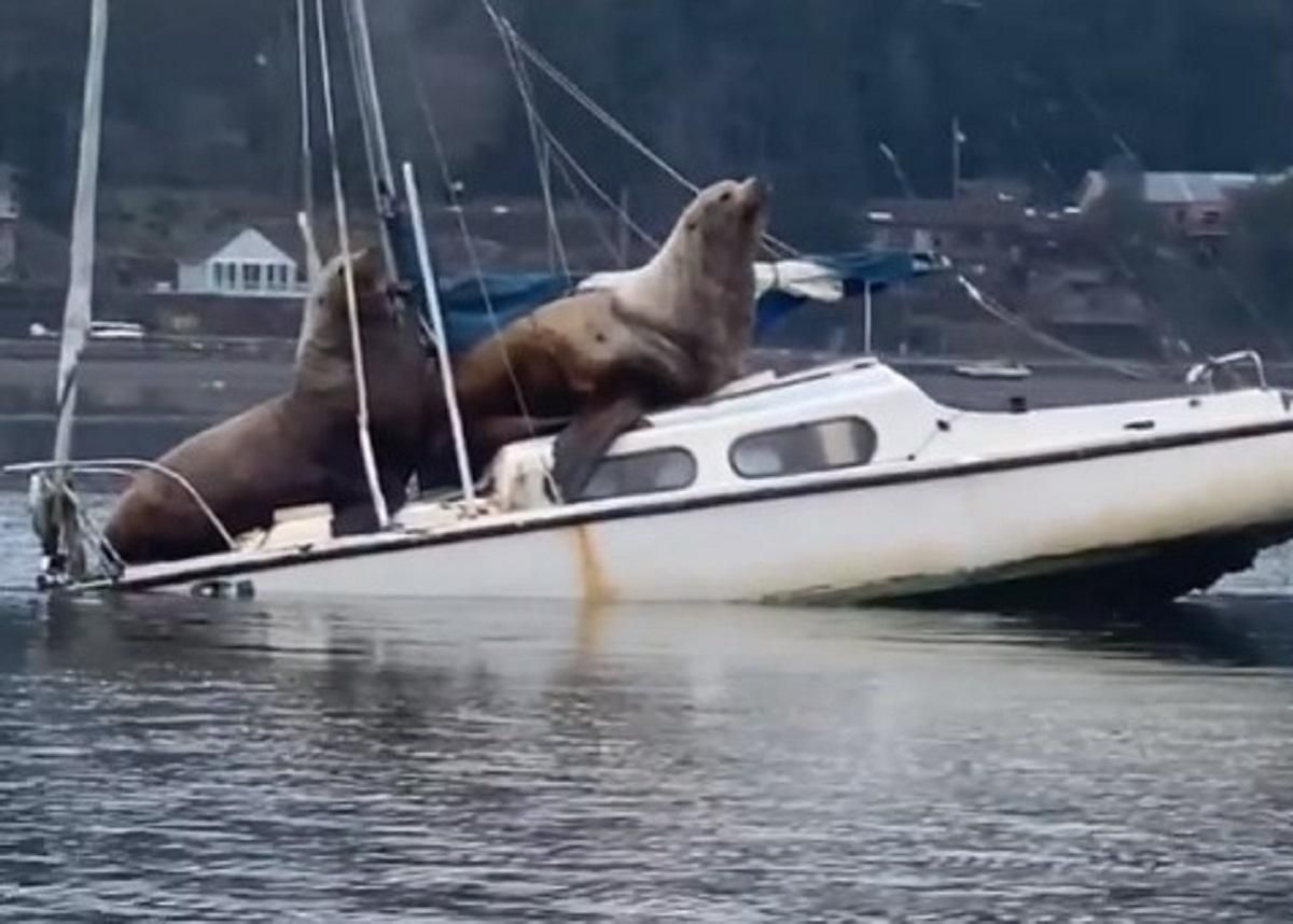 На абордаж: в США два морских льва захватили лодку и едва не утопили её – курьезное видео