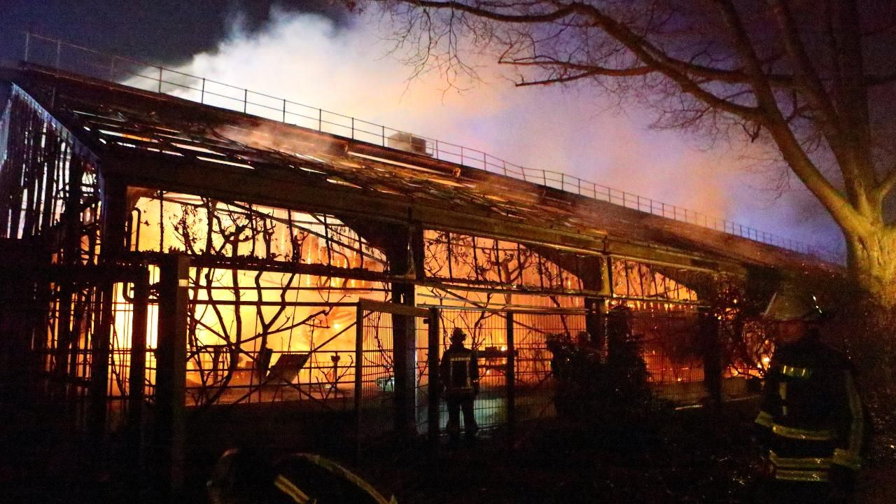 Феєрверк спричинив пожежу, яка знищила десятки тварин у зоопарку: моторошні фото та відео