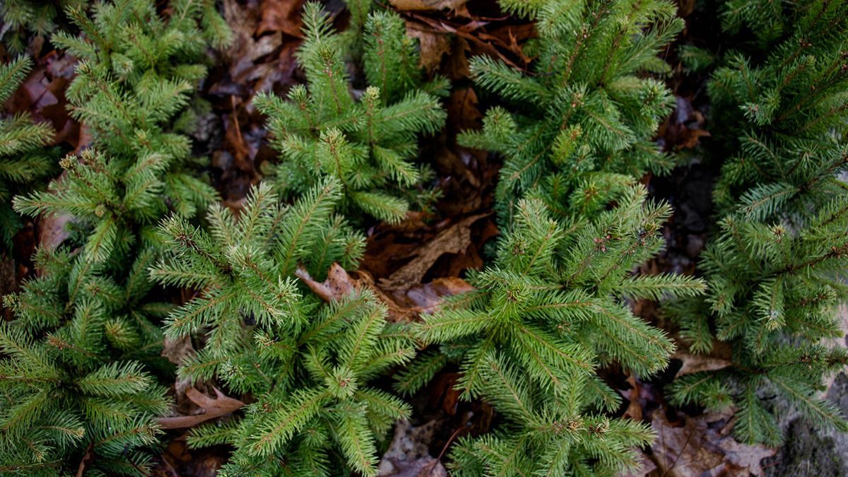 Пункты приема елок в Киеве: адрес Пункты приема елок в Киеве: адрес