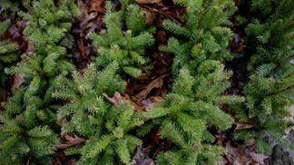 В Киеве можно сдать елку на переработку до 1 февраля