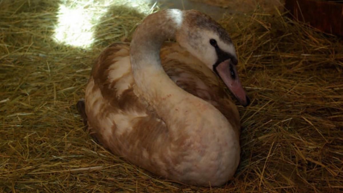 Від феєрверків на Новий рік постраждали сотні тварин по всьому світу: фото (18+) Від феєрверків на Новий рік постраждали сотні тварин по всьому світу: фото (18+)