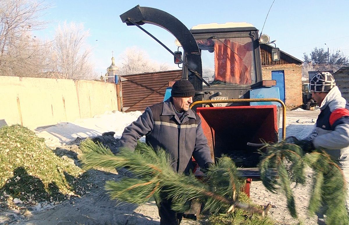 Новорічні ялинки в Житомирі перероблятимуть на обігрів для теплиць Новорічні ялинки в Житомирі перероблятимуть на обігрів для теплиць