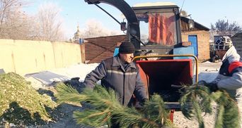 Новогодние елки в Житомире будут переделывать на обогрев для теплиц