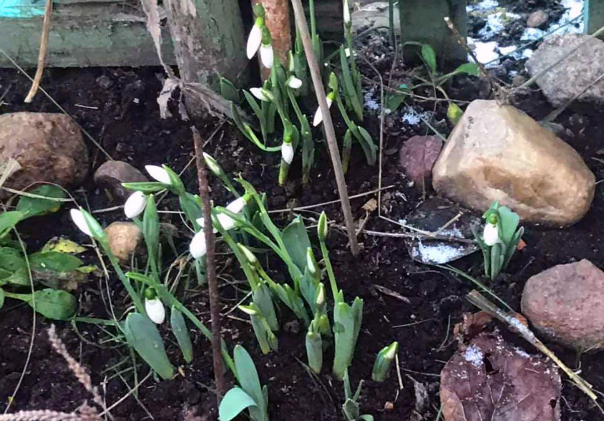Аномальна зима в Україні: квітнуть проліски та фіалки – фото Аномальна зима в Україні: квітнуть проліски та фіалки – фото